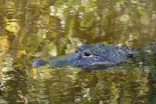 alligator