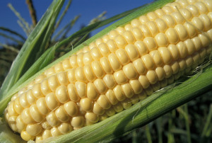close up of yellow corn on the cob in a green husk with a blue sky