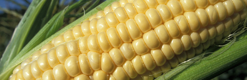 close up of yellow corn on the cob in a green husk with a blue sky