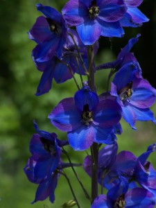 Delphinium_elatum_hybride. Deep blue and purplle flower stalk with leafy green background