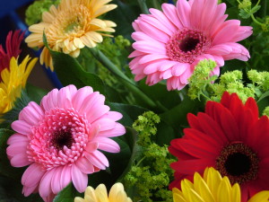 Gerbera_farben. Pink, yellow and red gerbera daisies arranged among greens
