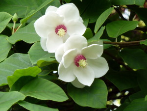 Magnolia_sieboldii white with pink centers on a green leafy bush