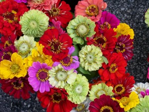 Bunch of zinnia flowers in red, pale green, yellow, pink, salmon