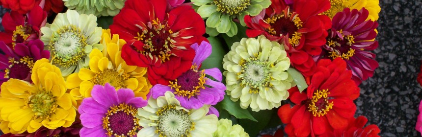 Bunch of zinnia flowers in red, pale green, yellow, pink, salmon