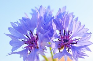 close up of purple blue Cornflower in front of a light blue sky