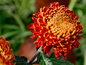 red and orange Chrysanthemum
