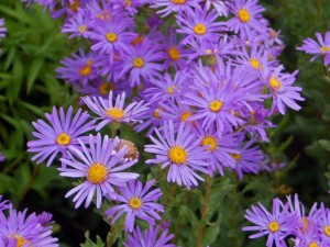 Purple aster