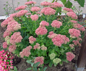 pink Sedum