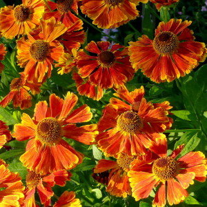 orange-red Helenium with yellow tips