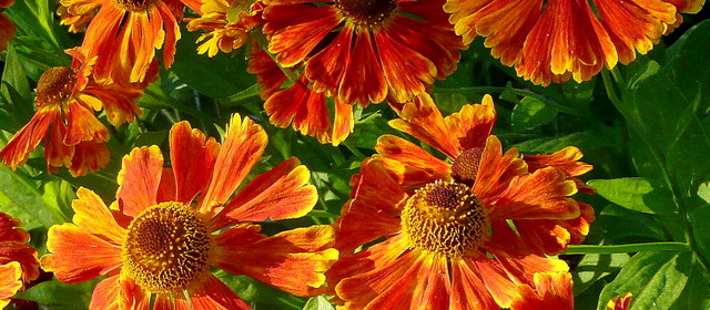 orange-red Helenium with yellow tips